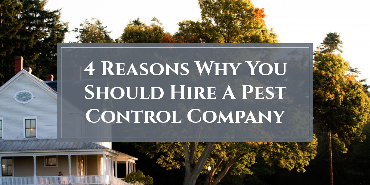 4 Reasons Why You Should Hire A Pest Control Company 