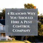 4 Reasons Why You Should Hire A Pest Control Company